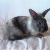 Photo de Lapin