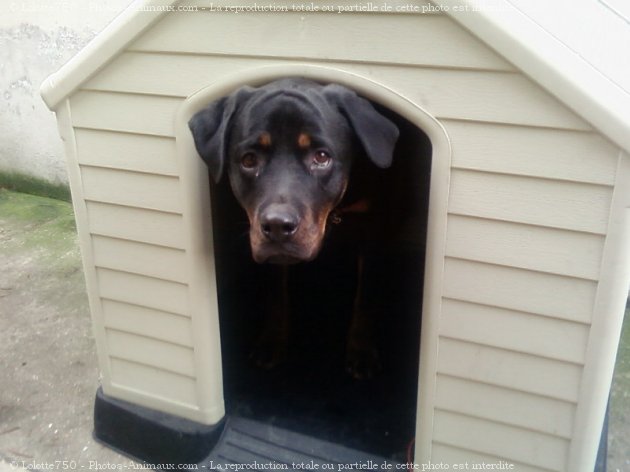 Photo de Rottweiler