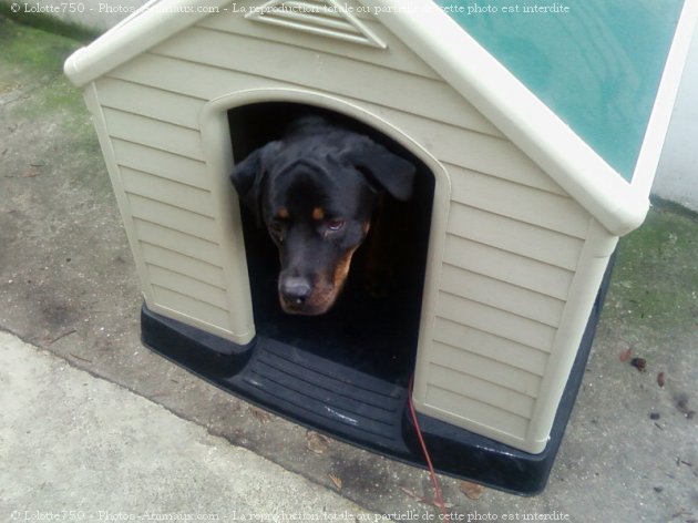 Photo de Rottweiler