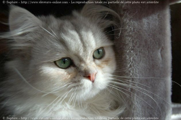 Photo de British longhair