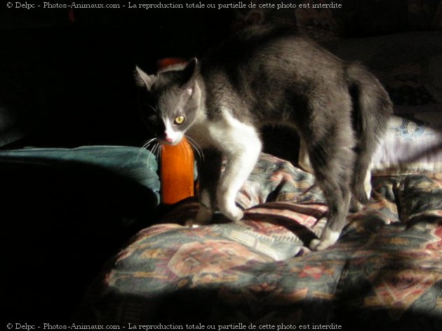 Photo de Chat domestique