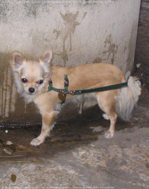 Photo de Chihuahua  poil long