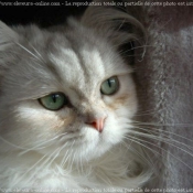 Photo de British longhair