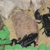 Photo de Scorpion