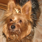 Photo de Yorkshire terrier