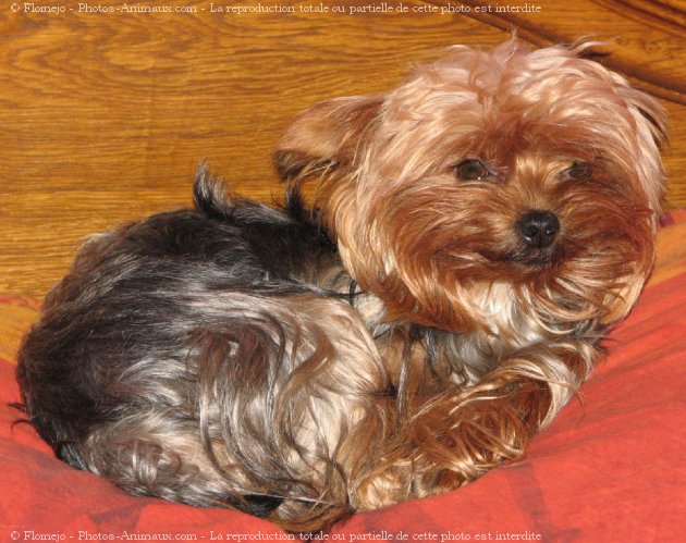 Photo de Yorkshire terrier