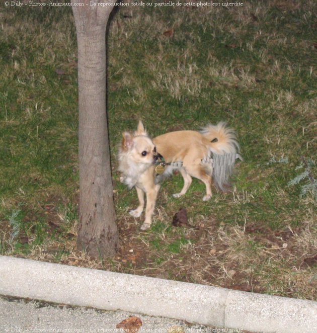 Photo de Chihuahua  poil long