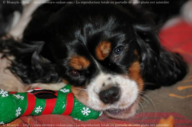 Photo de Cavalier king charles spaniel