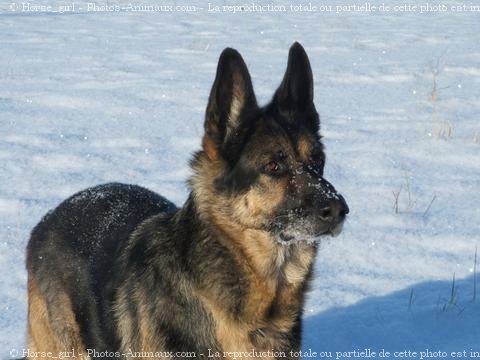 Photo de Berger allemand  poil court