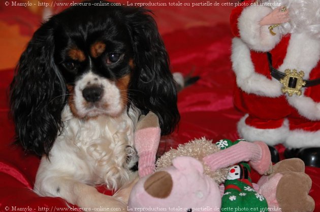 Photo de Cavalier king charles spaniel