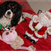 Photo de Cavalier king charles spaniel