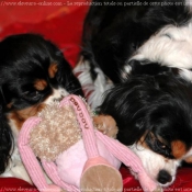 Photo de Cavalier king charles spaniel