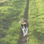 Photo de Border collie