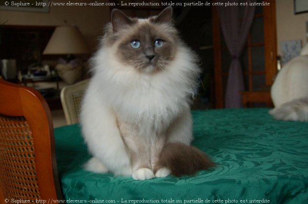 Photo de Sacr de birmanie