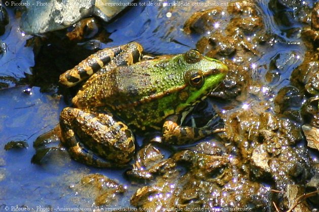 Photo de Grenouille