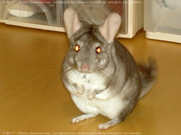 Photo de Chinchilla