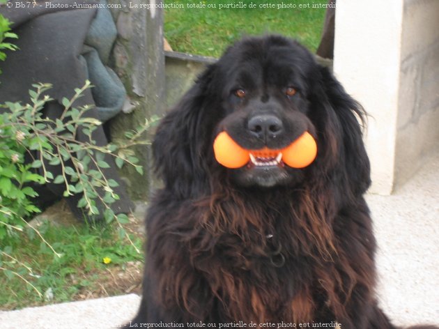 Photo de Chien de terre-neuve