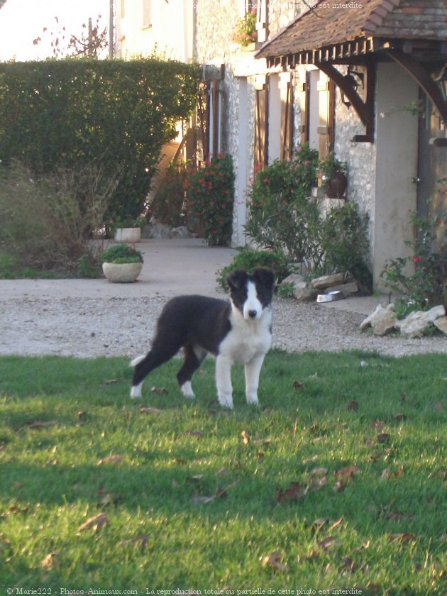 Photo de Border collie