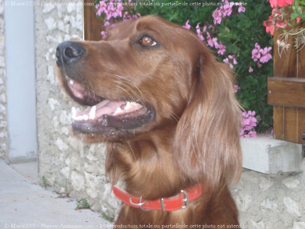 Photo de Setter irlandais rouge