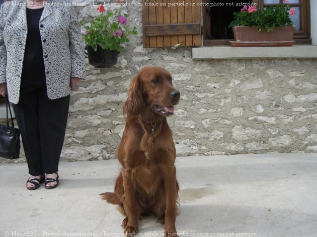 Photo de Setter irlandais rouge