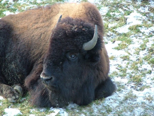 Photo de Bison