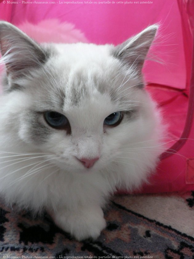 Photo de Ragdoll