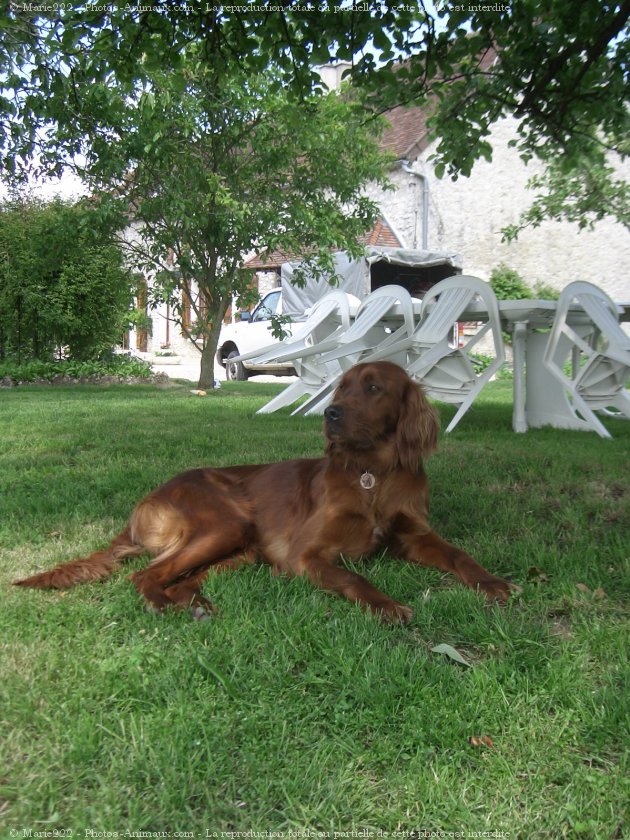 Photo de Setter irlandais rouge