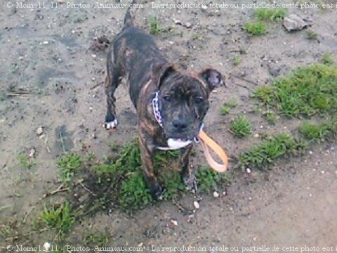 Photo d'American staffordshire terrier