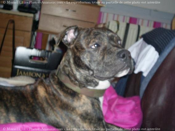 Photo d'American staffordshire terrier