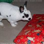 Photo de Lapin