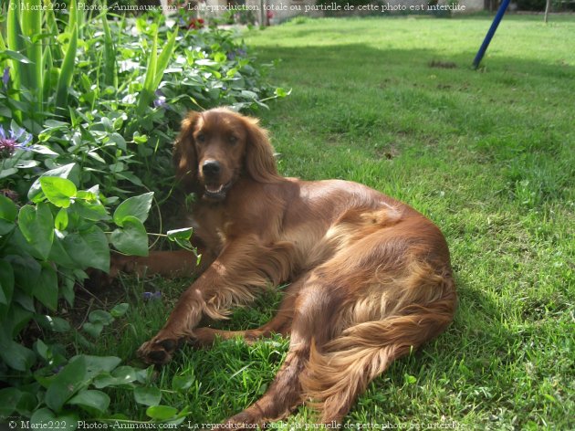 Photo de Setter irlandais rouge