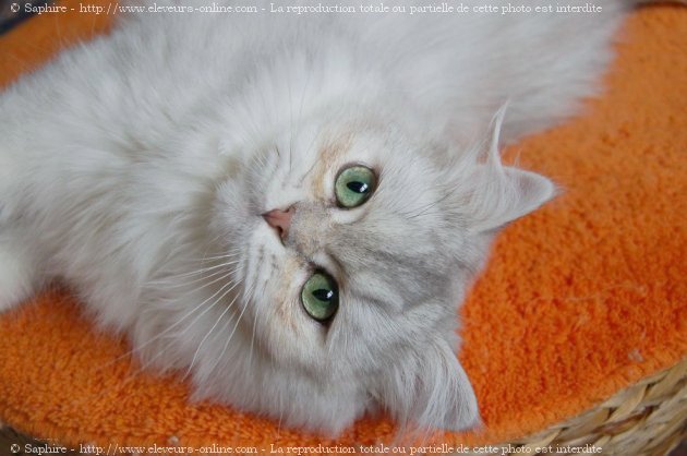 Photo de British longhair