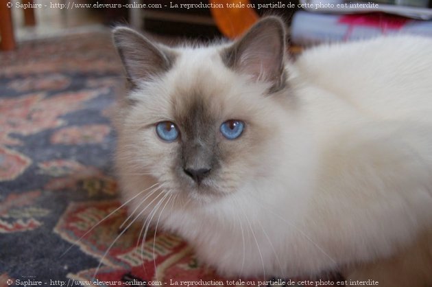 Photo de Sacr de birmanie