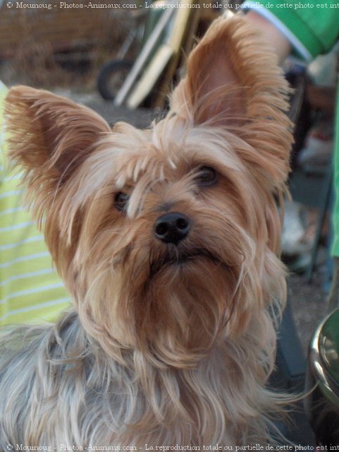 Photo de Yorkshire terrier