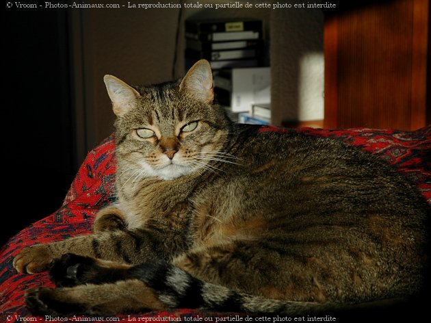 Photo de Chat domestique