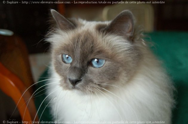 Photo de Sacr de birmanie