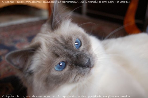 Photo de Sacr de birmanie