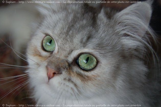 Photo de British longhair