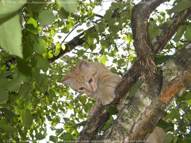 Photo de Chat domestique