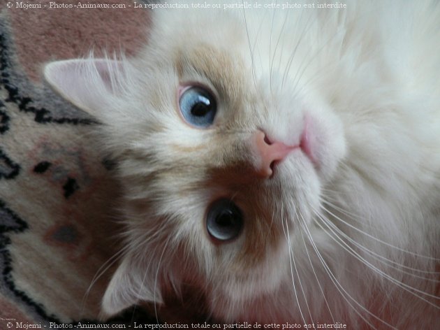 Photo de Ragdoll