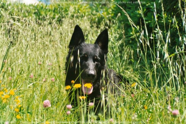 Photo de Berger allemand  poil court