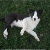 Photo de Border collie