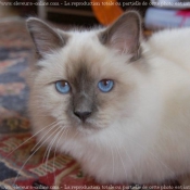 Photo de Sacr de birmanie