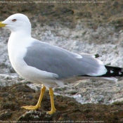 Photo de Mouette