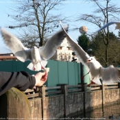 Photo de Mouette