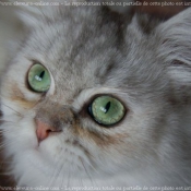 Photo de British longhair