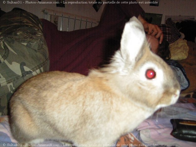 Photo de Lapin