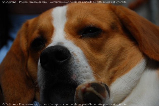 Photo de Beagle