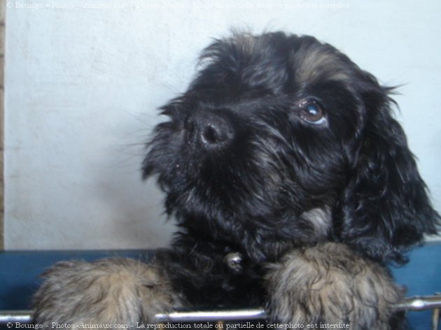 Photo de Chien de berger de la serra aires