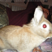 Photo de Lapin